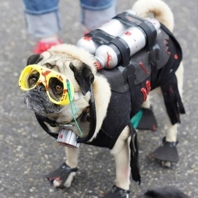 Dmcandidate Mascot 